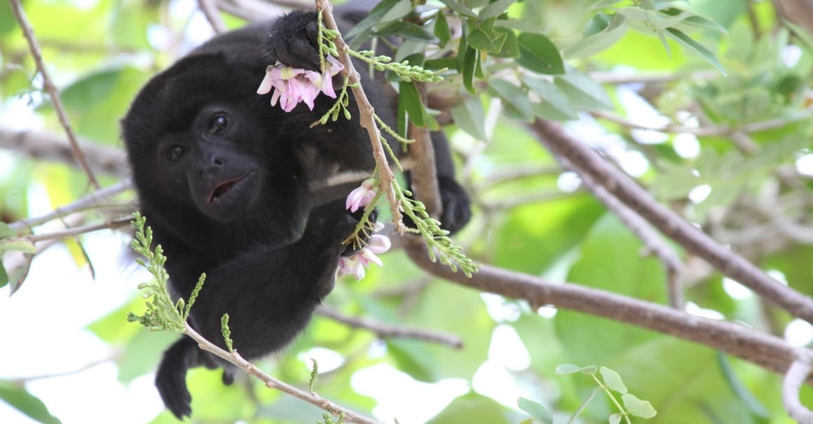 The Monkeys of Guanacaste, Costa Rica-4-1
