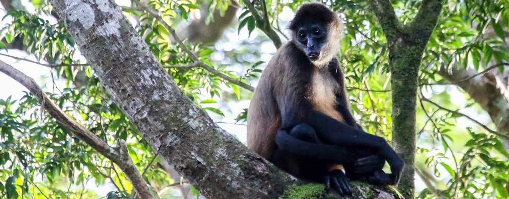 The Monkeys of Guanacaste, Costa Rica-5-1