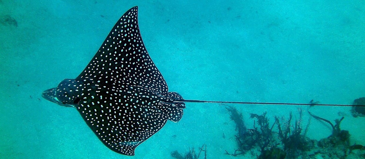 Tropical Reef Fish To Find Out Snorkeling in Costa Rica-7-1