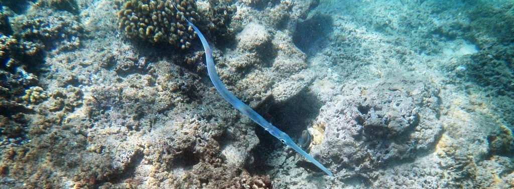 Tropical Reef Fish To Find Out Snorkeling in Costa Rica-8-1