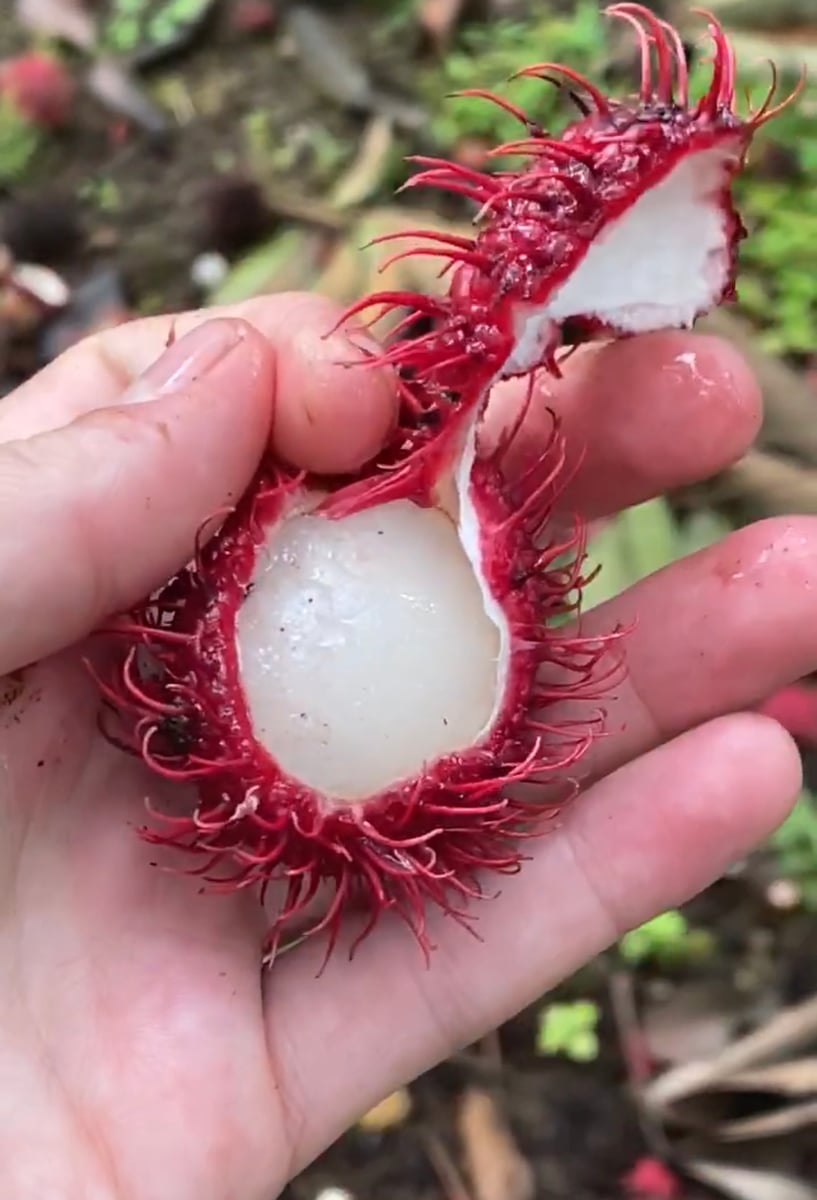 rambutan-mamon-chino-costa-rica-fruit